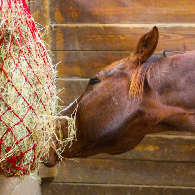 How to feed in sympathy with the horse’s digestive system?