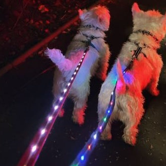 Two dogs on an evening walk with illuminated leads