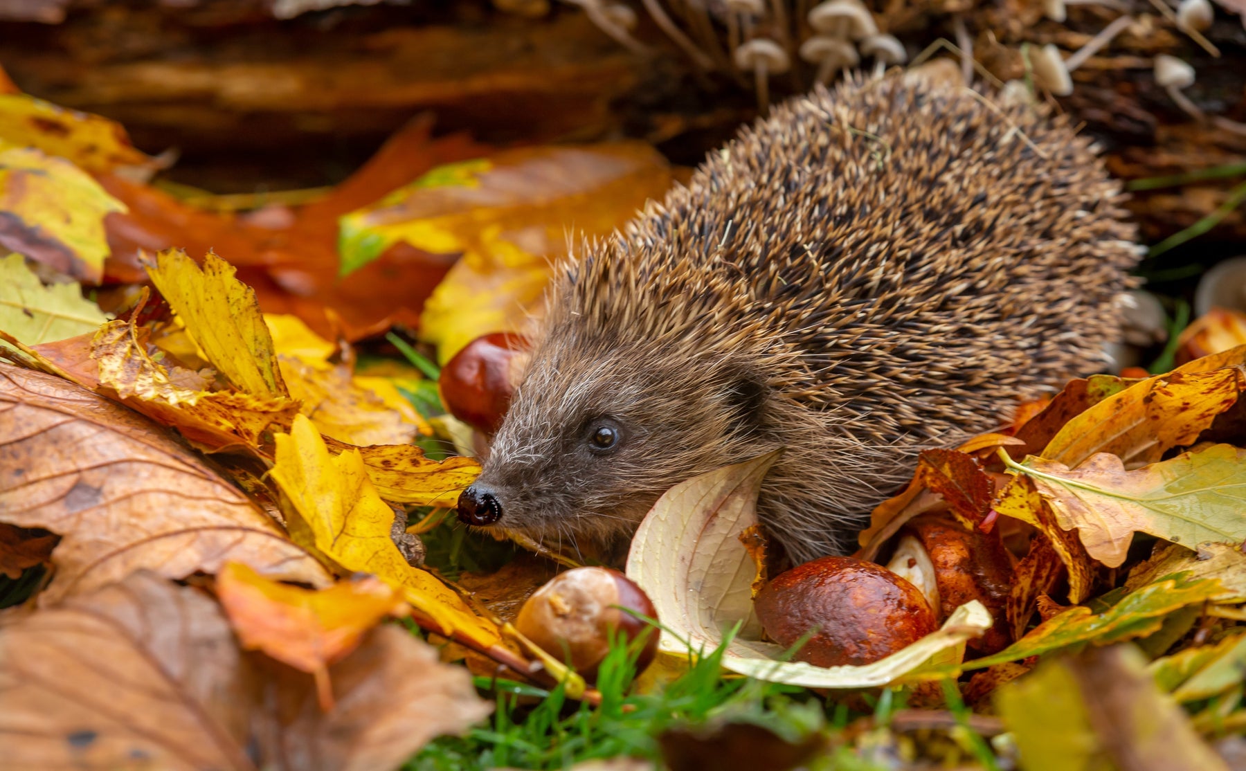 How to Help Hedgehogs in Autumn: A Practical Garden Guide