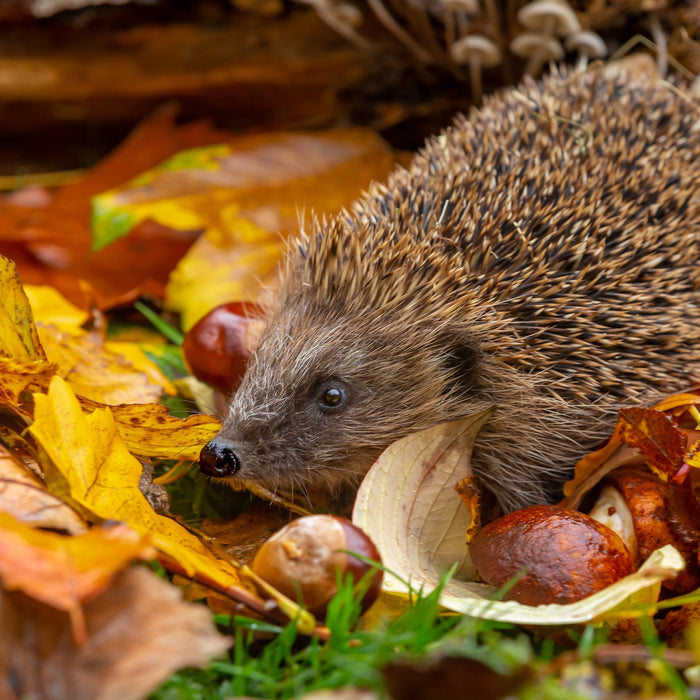 How to Help Hedgehogs in Autumn: A Practical Garden Guide