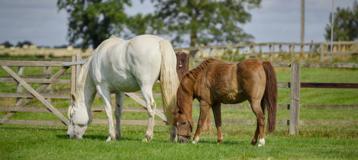 Autumn Horse Paddock Care: A Practical September Plan