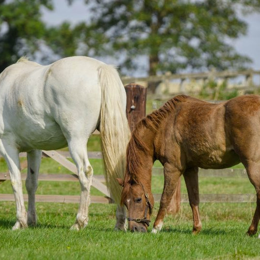 Autumn Horse Paddock Care: A Practical September Plan