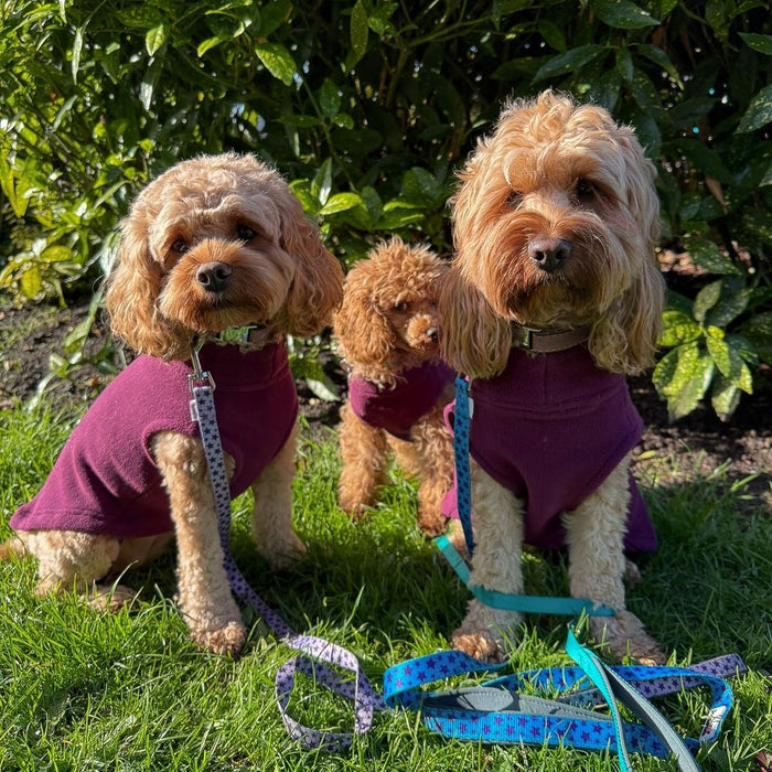 How Should a Dog Coat Fit? 9 Fit Checks (and the Most Common Mistakes)