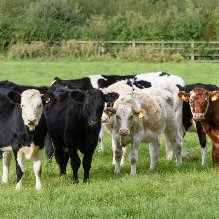 A Guide to Rearing & Feeding Cattle