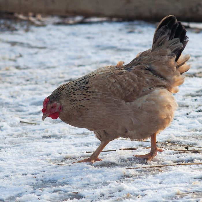 How to Stop Chicken Water Freezing: Simple Winter Setups That Work