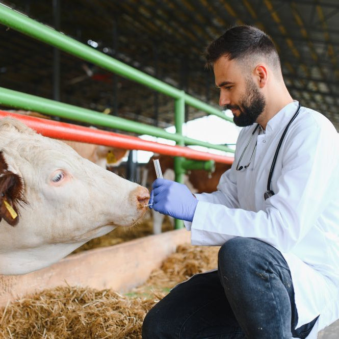 What Is Milk Fever in Cows? (How to Spot It & What to Do)