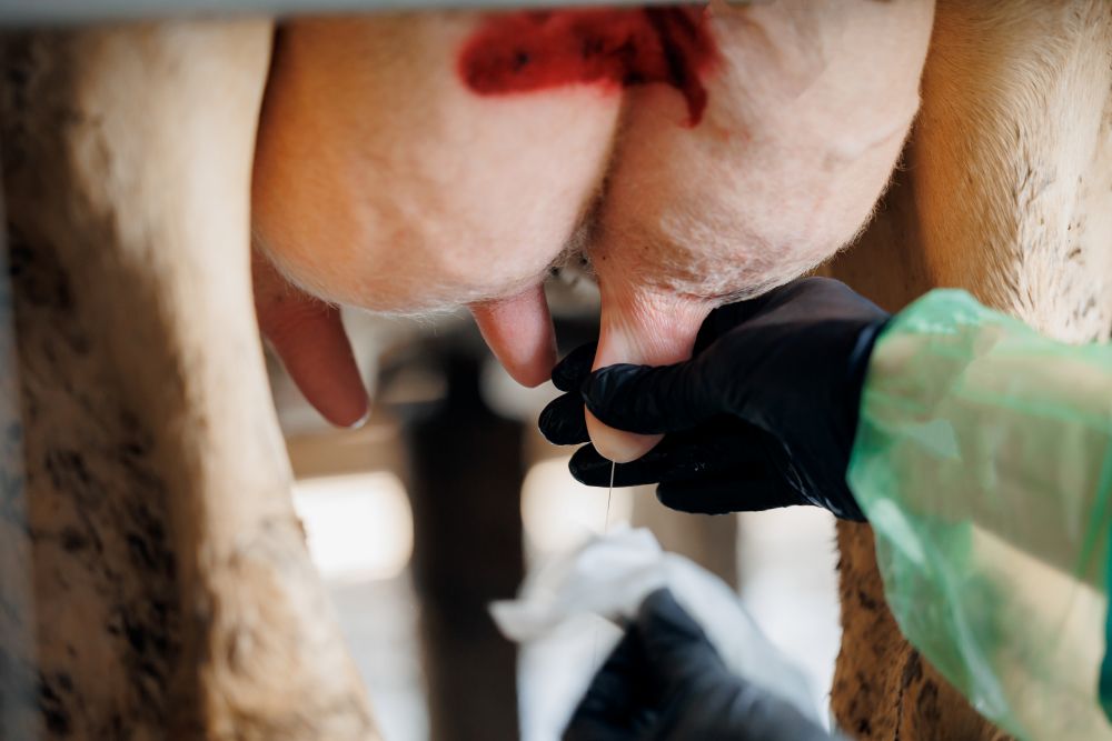 What Causes Mastitis in Dairy Cows? (Prevention, Signs &amp; Practical Tips)