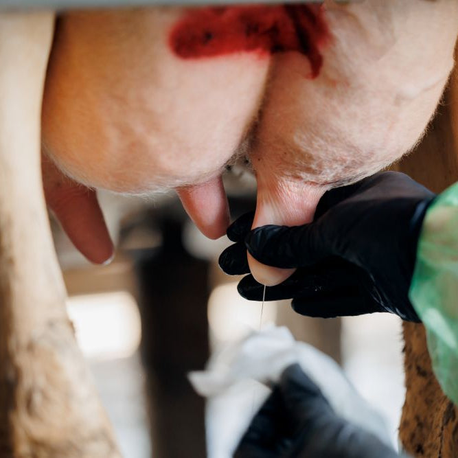 What Causes Mastitis in Dairy Cows? (Prevention, Signs &amp; Practical Tips)