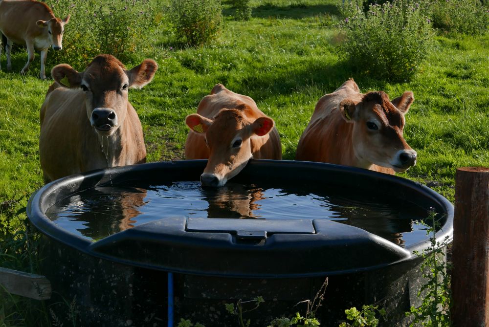 Smallholding summer checklist: keeping animals cool, hydrated & comfortable