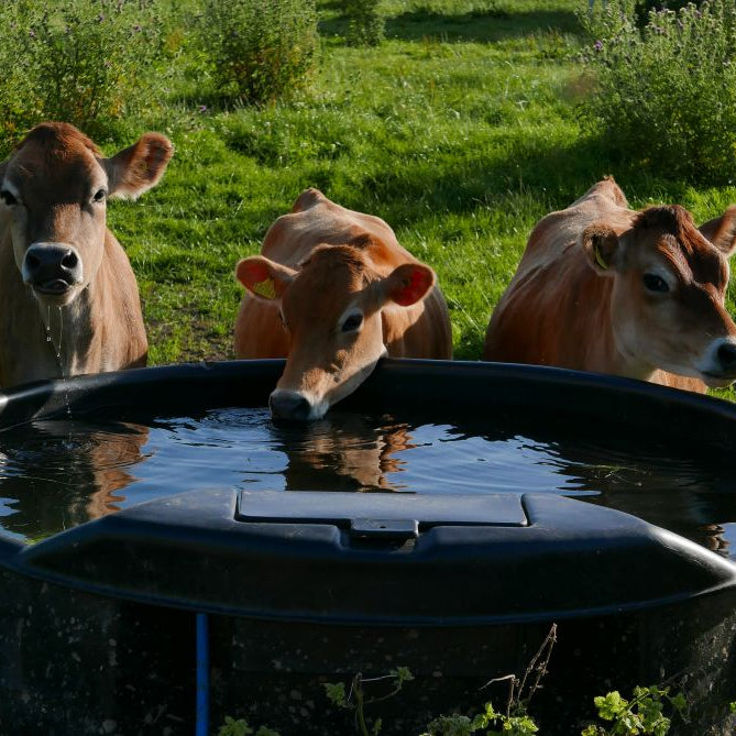 Smallholding summer checklist: keeping animals cool, hydrated & comfortable