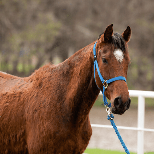 Cushing’s Disease in Horses: PPID Signs, Testing and Feeding