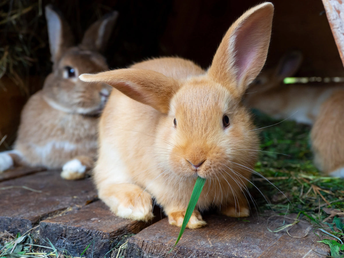 Demystifying Rabbit Diet: What Exactly to Feed Your Furry Friend ...