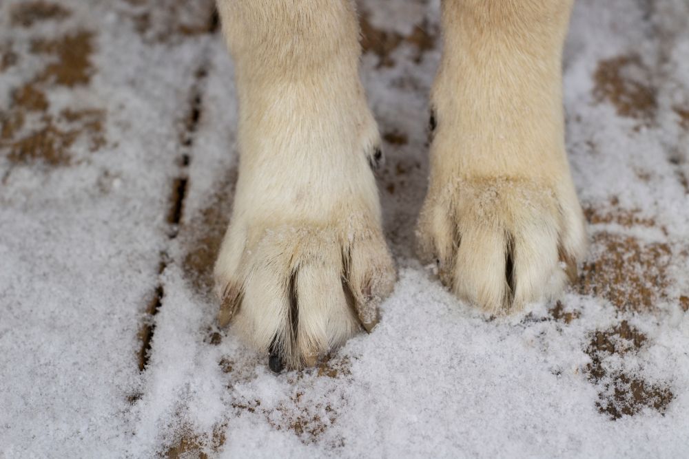 How to Protect Dog Paws from Salt, Grit and Ice (UK Winter Walks)