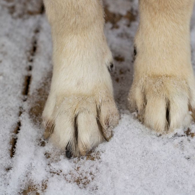 How to Protect Dog Paws from Salt, Grit and Ice (UK Winter Walks)