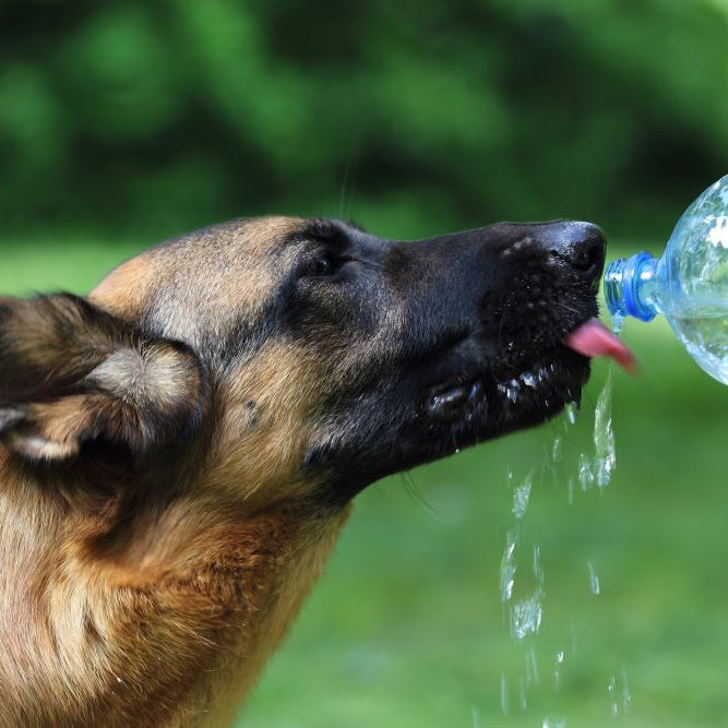 Tips for Keeping Your Dog Cool and Safe in the Heat