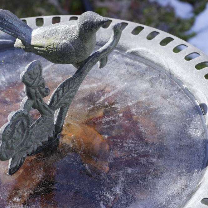 Do Birds Need Water in Winter? (How to Provide It Safely Without Freezing)