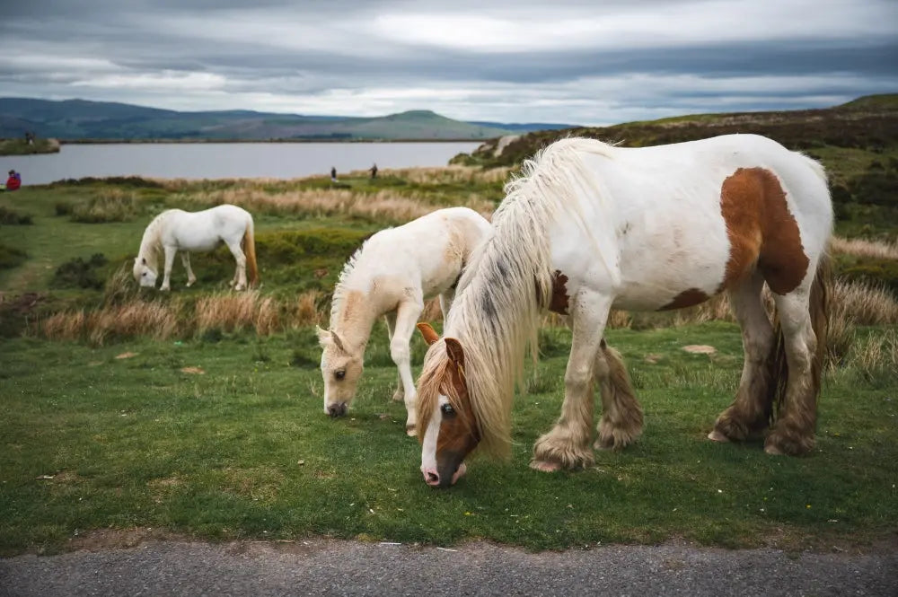 Feeding-Natives-Hardy-Type-Horses-Top-Tips Chestnut Mill
