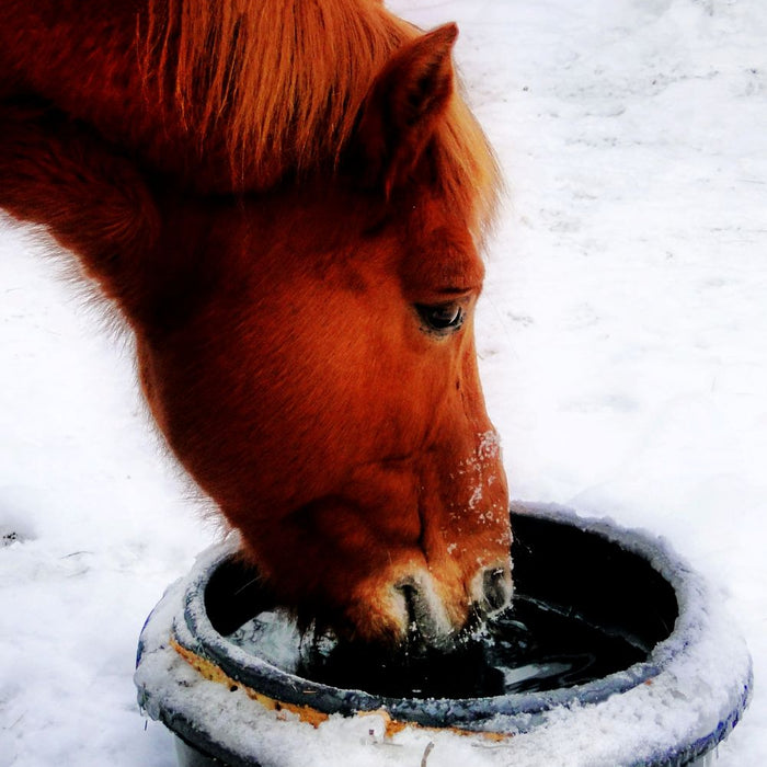 How to Stop a Horse’s Water Freezing: Simple Stable Tips That Work