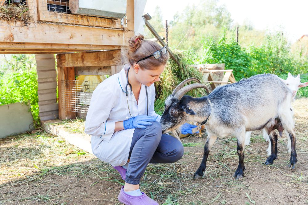 Common Skin Problems in Goats: What Smallholders Need to Know