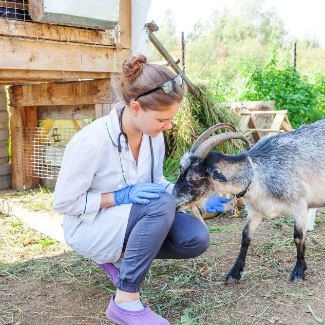 Common Skin Problems in Goats: What Smallholders Need to Know