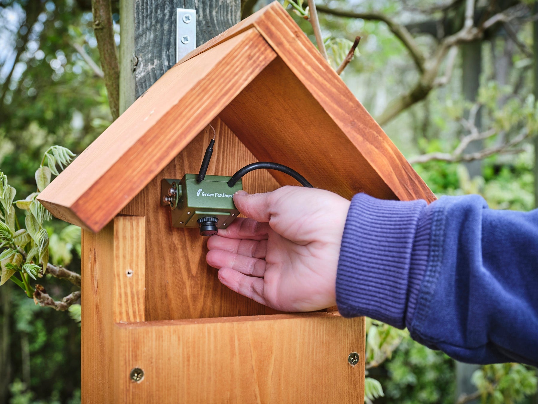How to Choose a Bird Box Camera: WiFi, Solar or Screen?