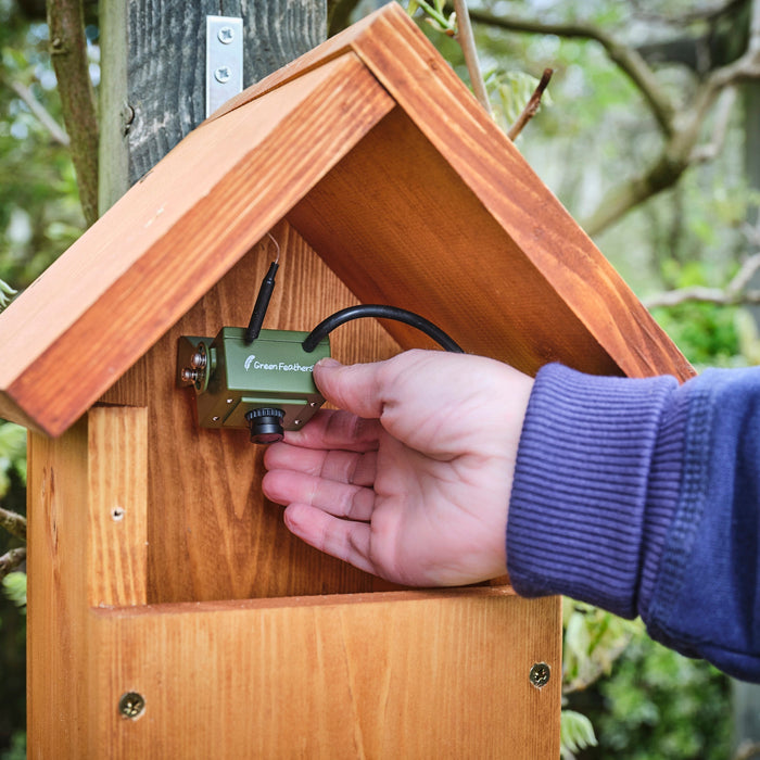 How to Choose a Bird Box Camera: WiFi, Solar or Screen?