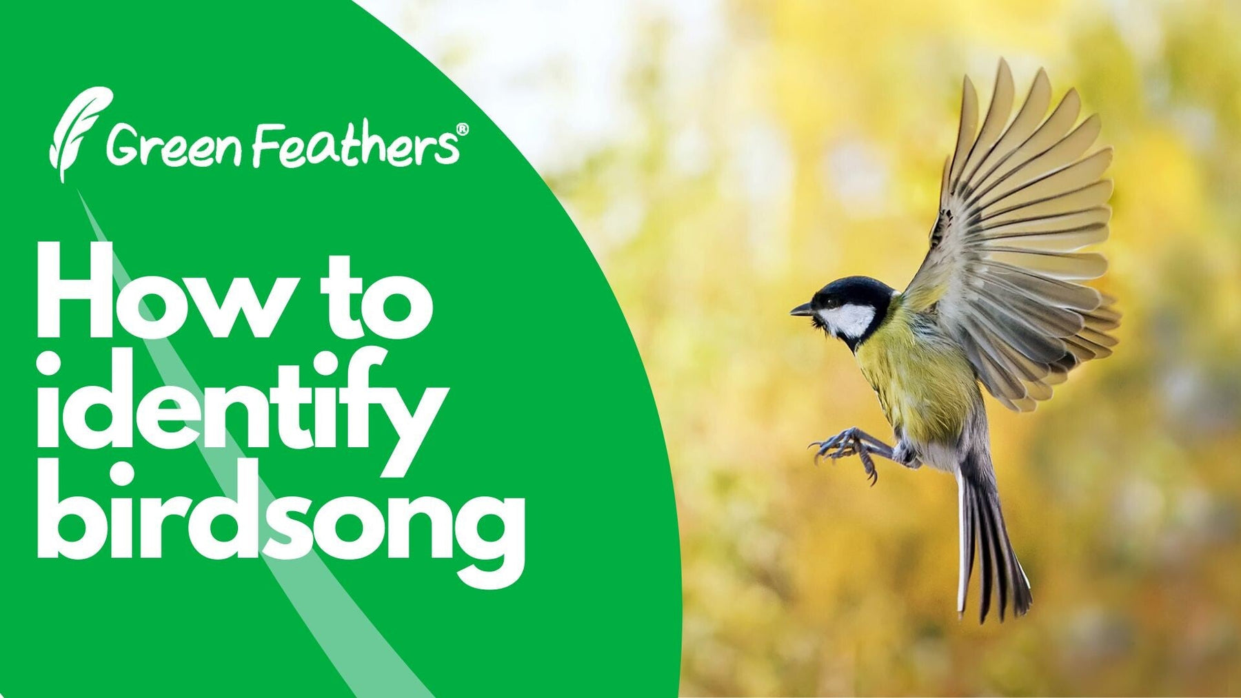 How to Identify Birdsong: A Beginner’s Guide to UK Garden Birds