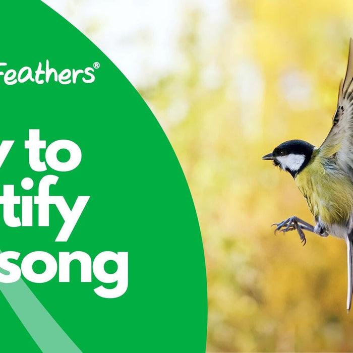How to Identify Birdsong: A Beginner’s Guide to UK Garden Birds