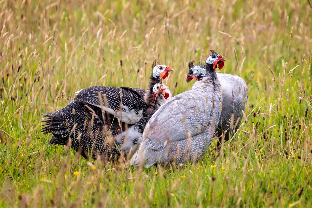 A Guide to Rearing & Feeding Guinea Fowl