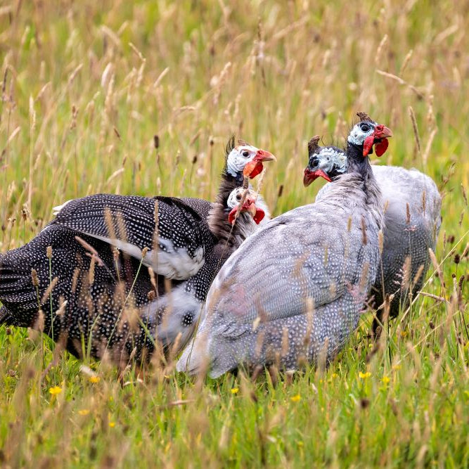 A Guide to Rearing & Feeding Guinea Fowl
