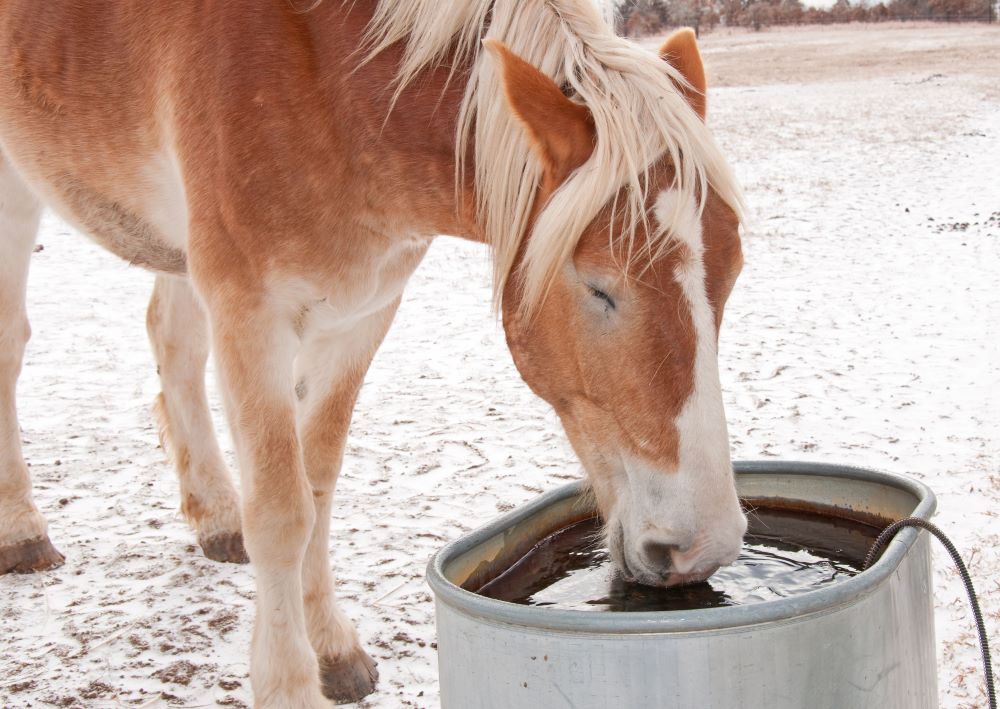 Horse Health - Combating Dehydration this Winter