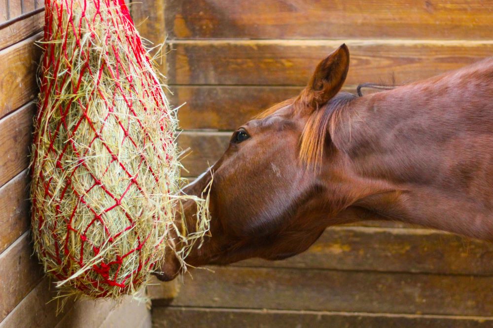How much hay should a horse eat? A Horse hay calculator guide