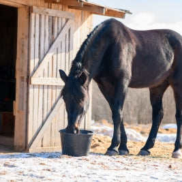 Top tips for winter feeding your horse