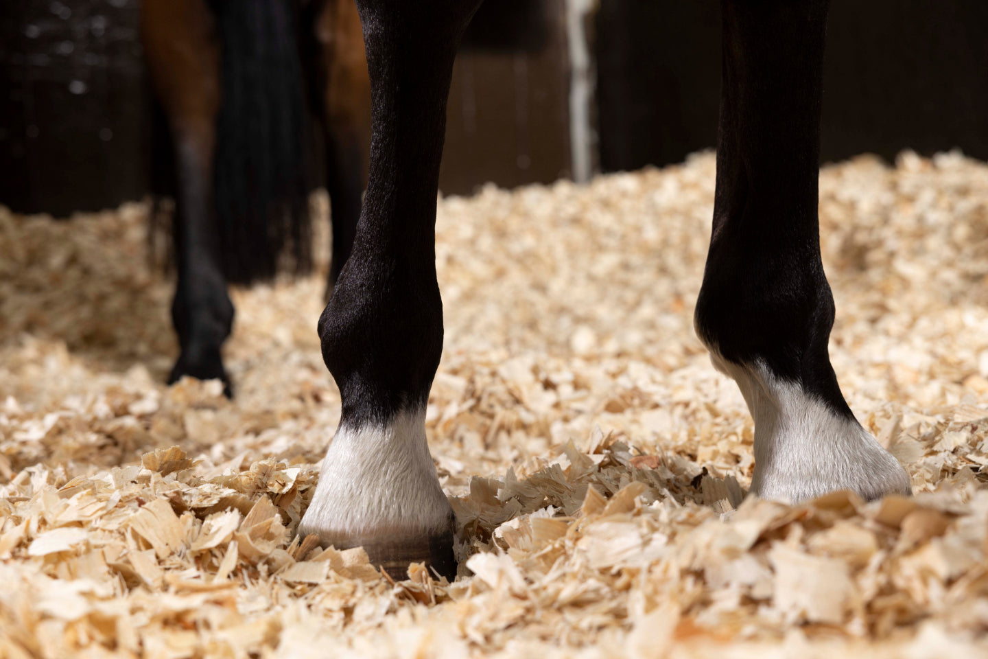 Top Tips for Horse Bedding Maintenance