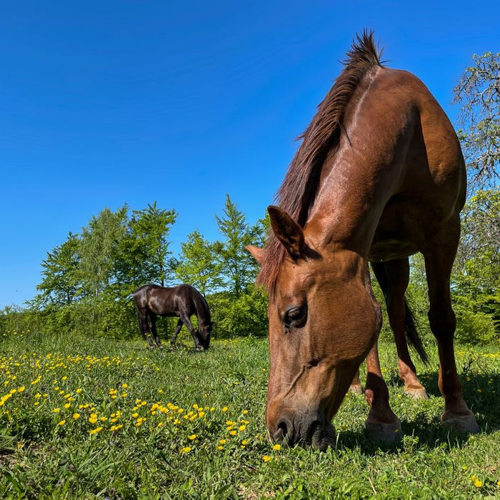 Managing Spring Turnout for sugar-sensitive ponies and horses