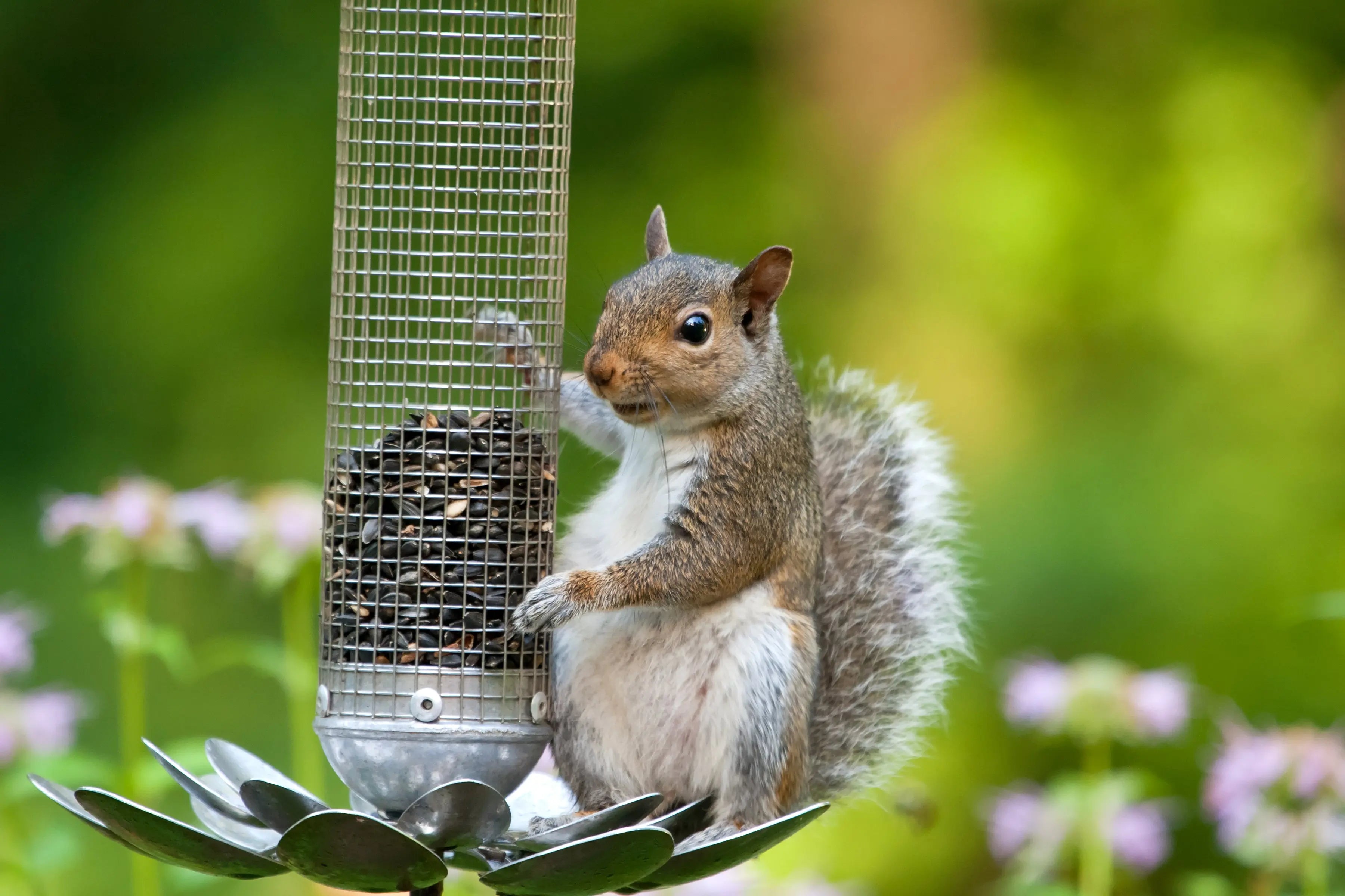 How to Stop Squirrels eating your Wild Bird Food - Chestnut Mill