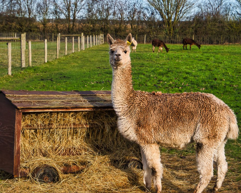 Llama Rearing & Feeding Guide in the UK