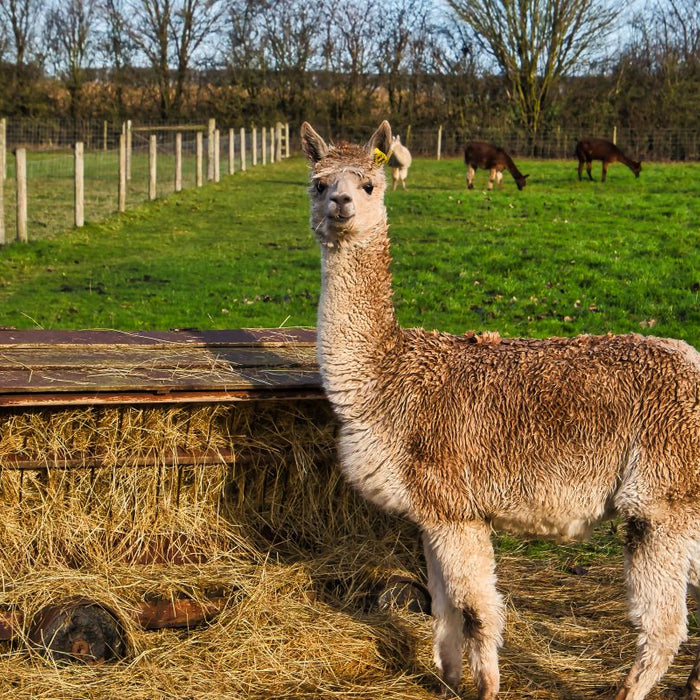 Llama Rearing & Feeding Guide in the UK