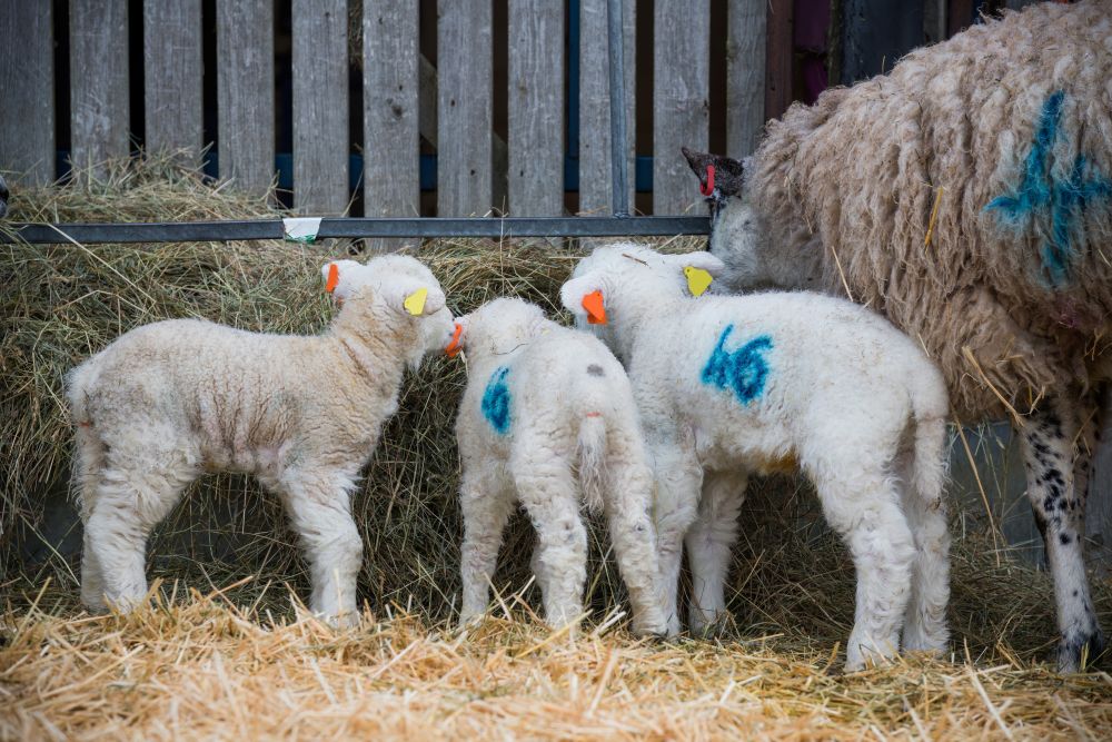 Number Crunching: Why Pregnancy Scanning Matters for Your Flock