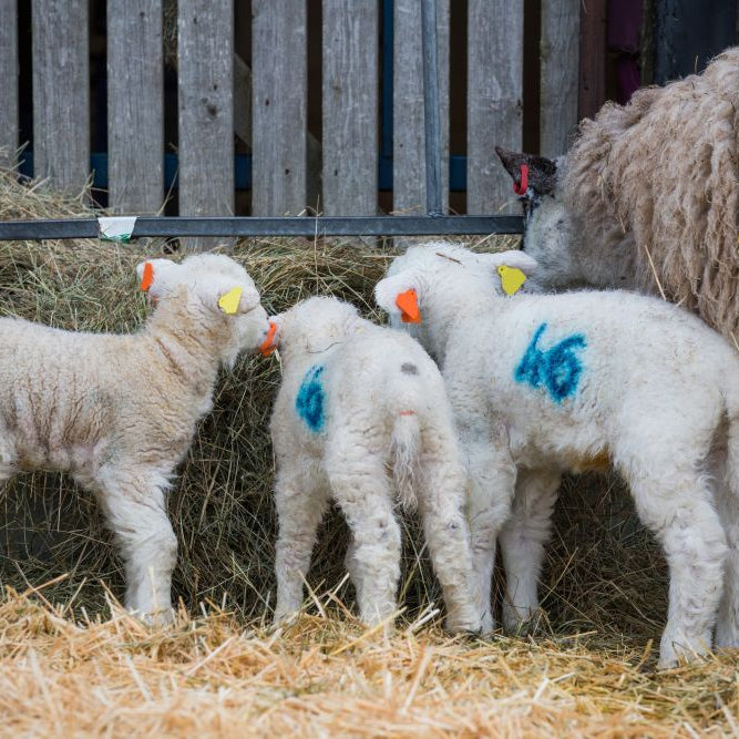 Number Crunching: Why Pregnancy Scanning Matters for Your Flock