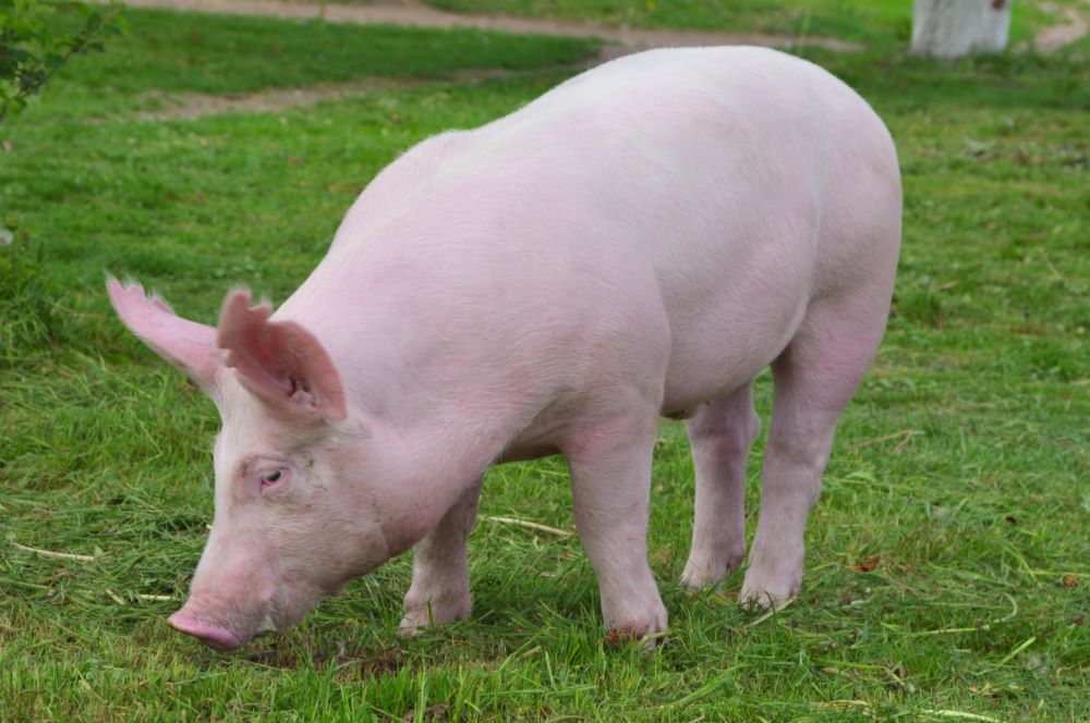 Pig Breeds in Focus - British Large White - Chestnut Mill