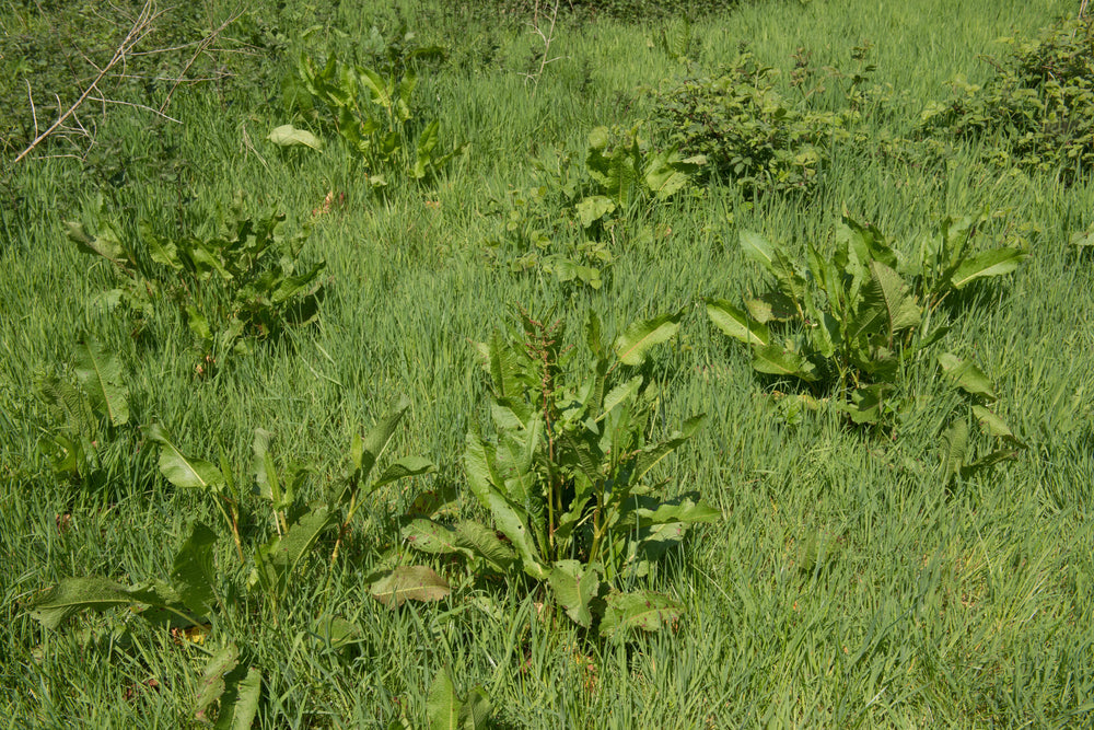 Late-Summer Horse Paddock Recovery: An August Checklist