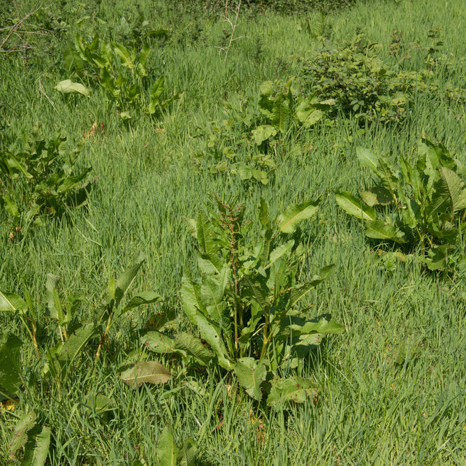 Late-Summer Horse Paddock Recovery: An August Checklist