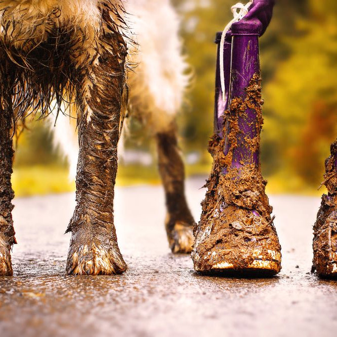 Tips and Tricks for Cleaning Your Dog after a Day Out in the Mud