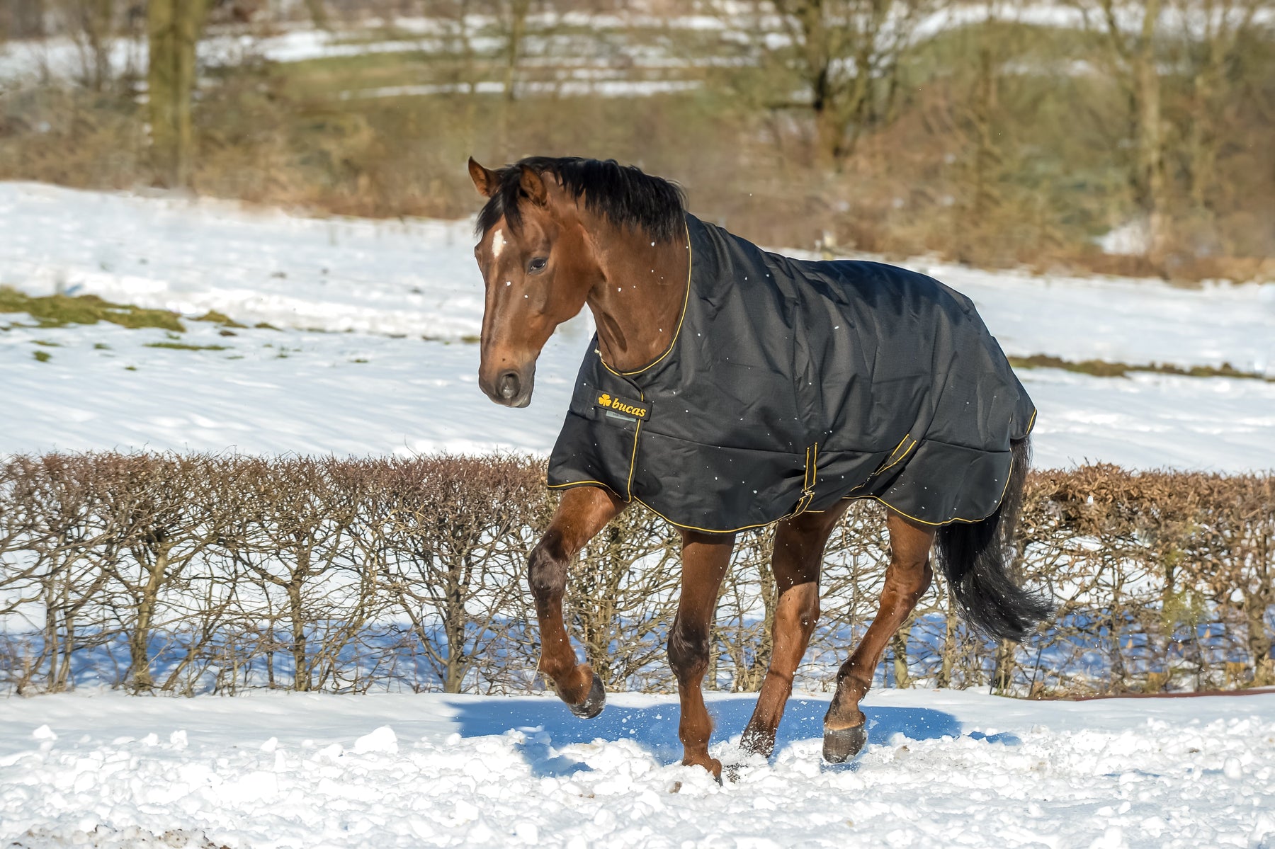 Horse Rug Weight Guide: 0g vs 100g vs 200g vs 300g (What’s Right for Your Horse?)