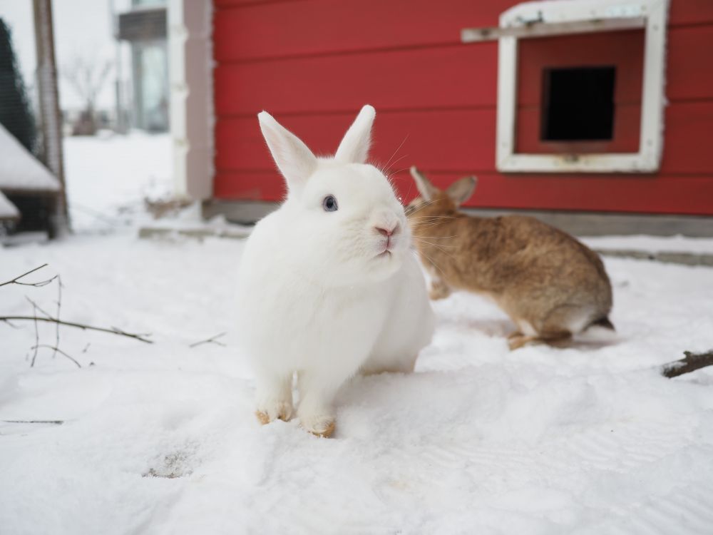 Rabbit Winter Care: Can Rabbits Live Outside in Winter? (Warmth, Feeding and Checks)