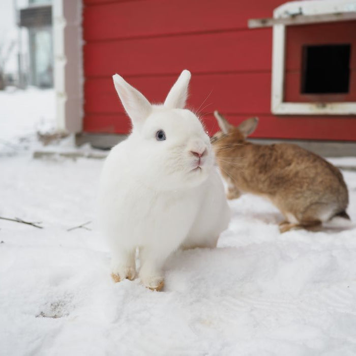 Rabbit Winter Care: Can Rabbits Live Outside in Winter? (Warmth, Feeding and Checks)