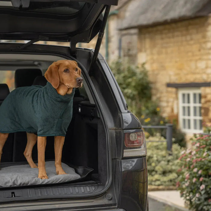 Do Dogs Need a Coat in Winter? (UK Guide by Breed, Age and Weather)