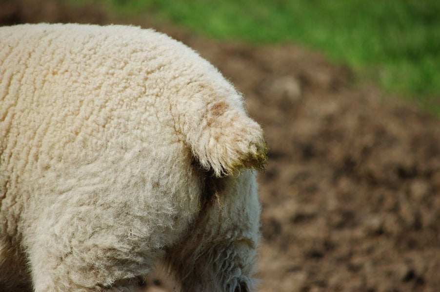 Understand the Basics of Tail Docking for Lambs - Chestnut Mill