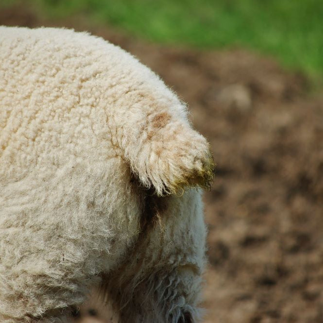 Understand the Basics of Tail Docking for Lambs